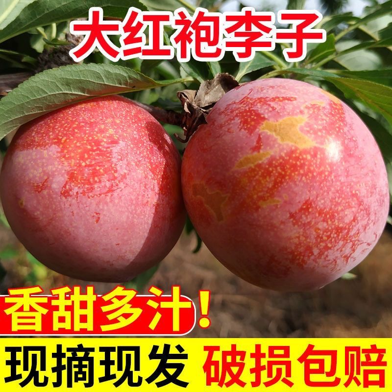 2024李子大红袍脱骨干碗离核当季新鲜水果整箱批发5斤比蜂糖李甜