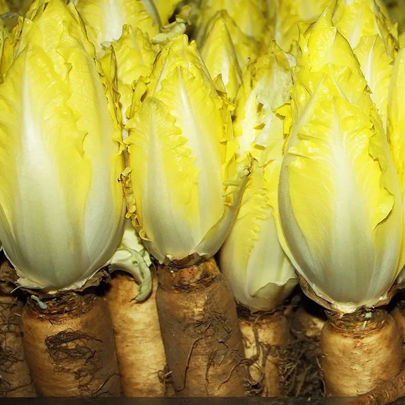 金玉兰菜种子新鲜四季红玉兰非转基因欧洲软化紫菊苣阳台盆栽蔬菜