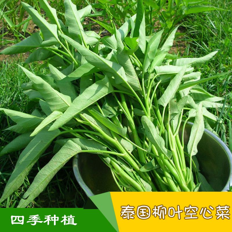 大叶空心菜种籽泰国柳叶空心菜蕹菜种子通菜籽耐热四季阳台蔬菜孑