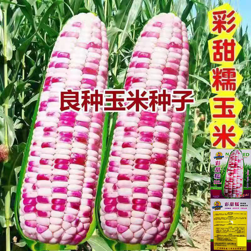彩甜糯玉米种子大棒春秋播种鲜食甜糯玉米水果蔬菜种籽