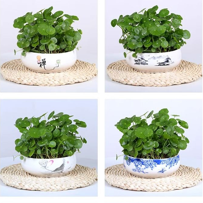四季好养铜钱草水培盆栽绿植物客厅办公室内花卉绿萝水养金钱草籽