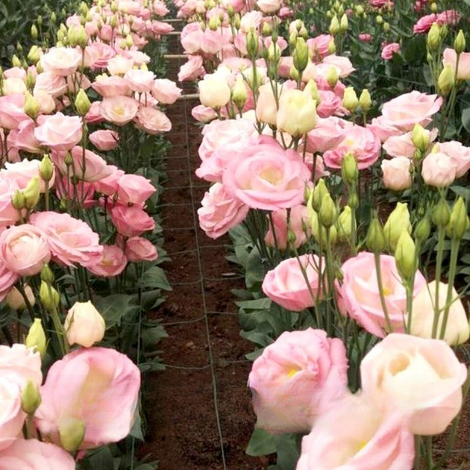洋桔梗种子室内四季种活盆栽花卉室外开花花种子籽花草植物花籽
