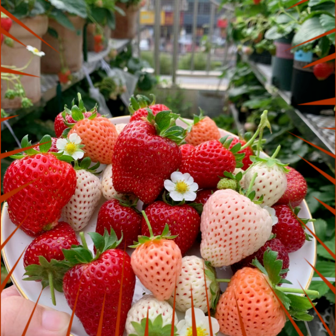 四季奶油草莓种子果大甜庭院阳台种盆栽蔬菜水果种子