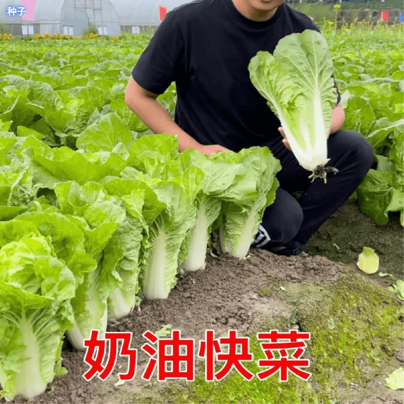 25天速生快菜四季奶油小白菜鲜嫩阳台小院高产耐热耐寒抗四季菜籽