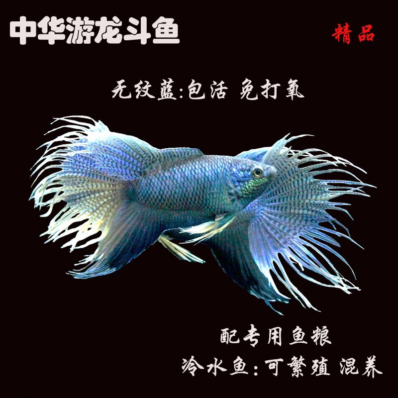 中国斗鱼一购直播间（一鱼一拍）