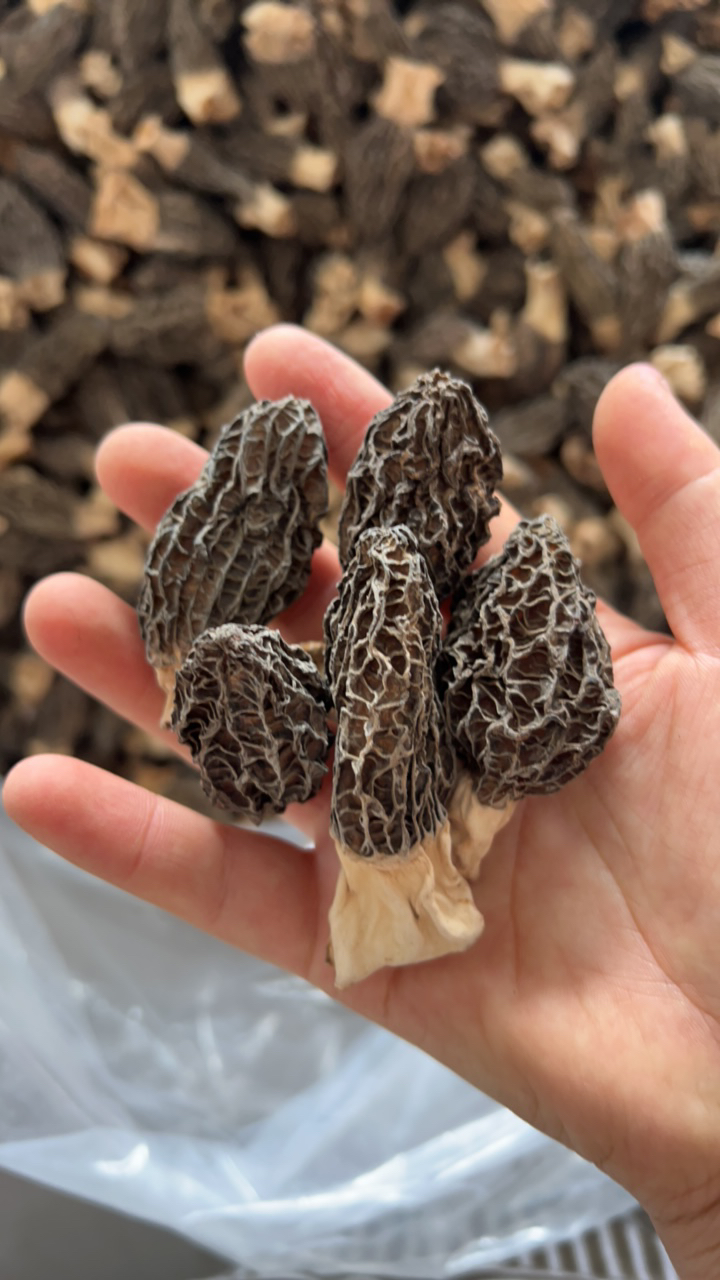 A A A高性价比头荐厚肉高海拔仿野生羊肚菌