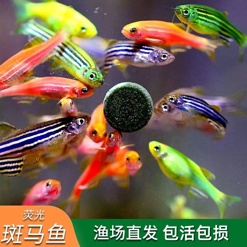 4色带绿色热带观赏鱼斑马鱼荧光灯科鱼小型活鱼冷水鱼淡水好养活