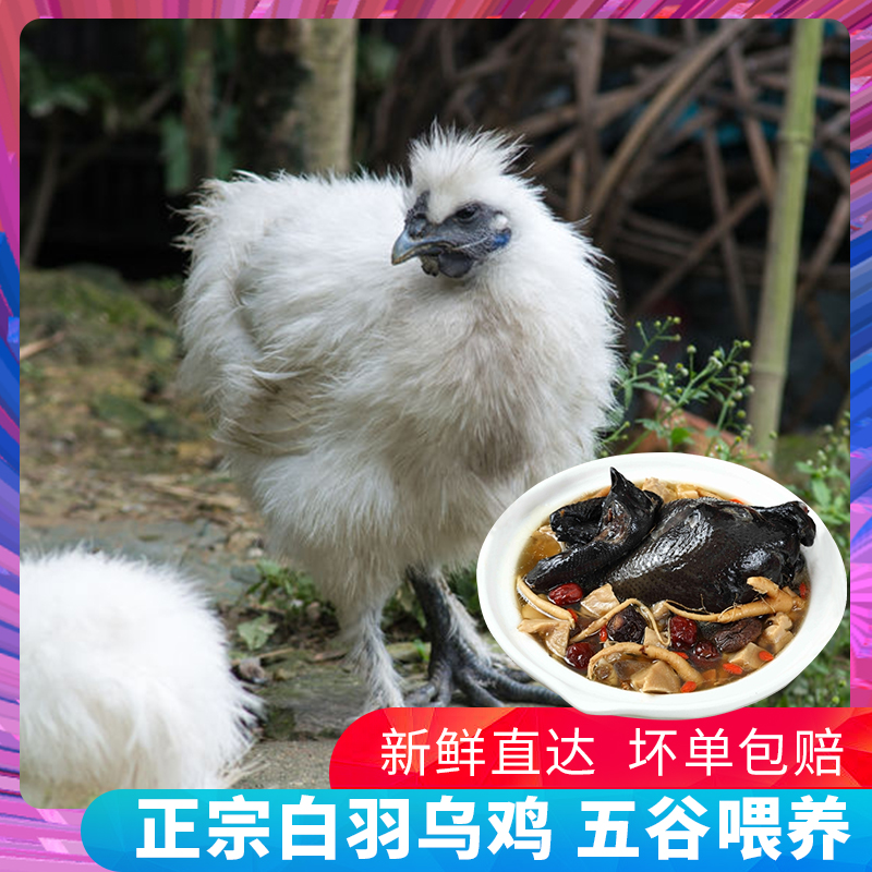 白凤乌骨鸡 散养3只毛重9斤左右 净重5.6斤-6斤 新鲜现杀 送人参