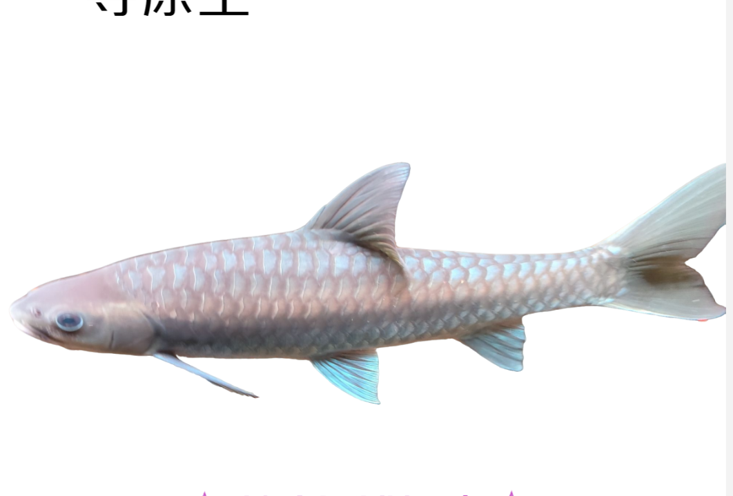 清水河保山蓝吉罗 保山新光唇 包邮包活