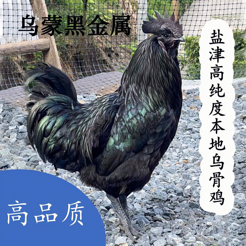 盐津成年乌骨鸡【顺丰包邮】（宠物鸡）