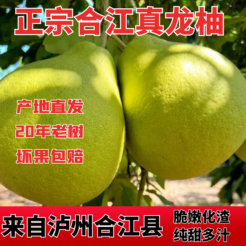 合江真龙柚【泸州合江特产】新鲜柚子 纯甜无酸 白肉柚子 