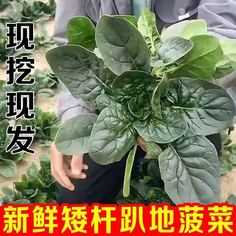 珍口福河南趴地菠菜新鲜蔬菜大叶红根矮杆菠菜3斤