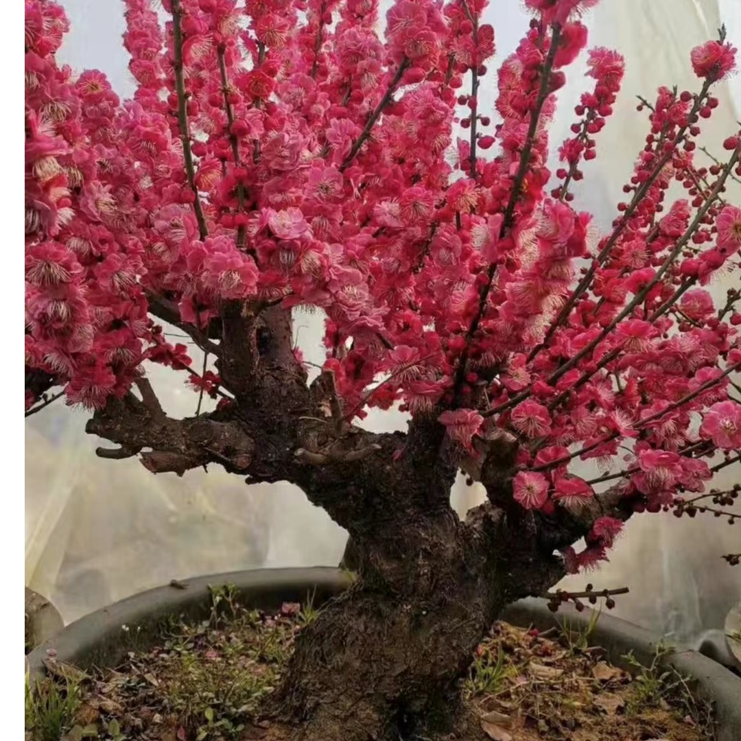 梅花系列  满树花苞