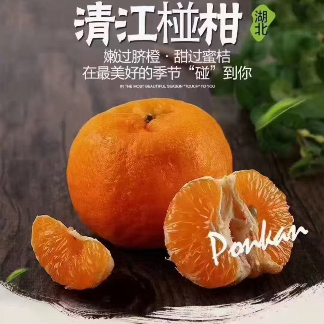 长阳渔峡口镇清江椪柑 岩松坪椪柑源产地直发