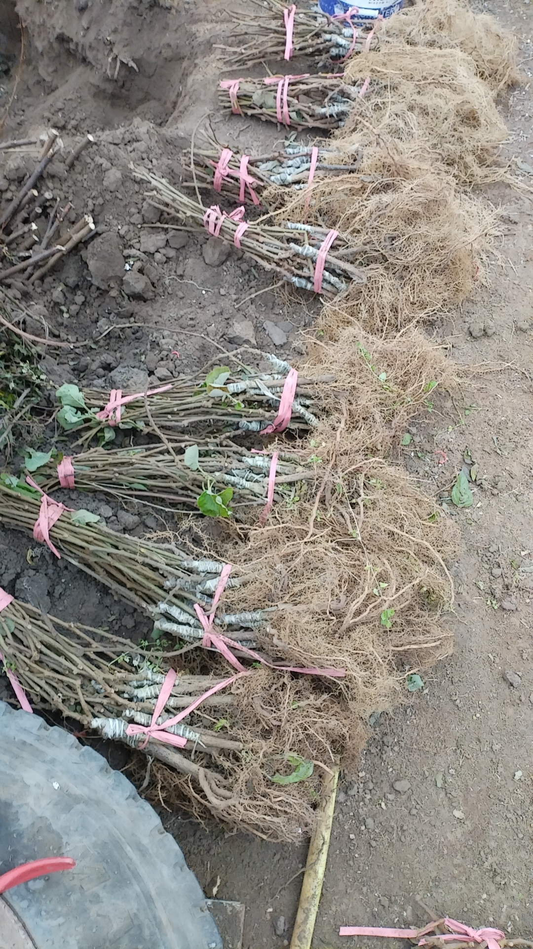 绿植盆栽地栽绿心无毛中华二号（一年母苗一棵）