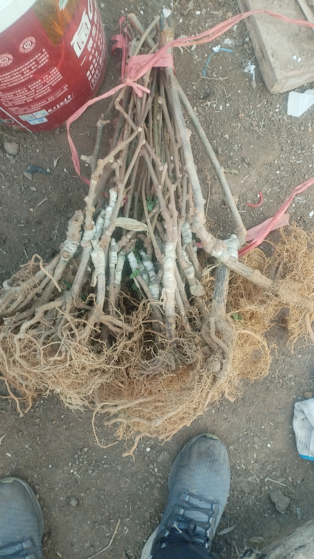 绿植地栽盆栽黄心无毛猕猴桃G3苗（一年母苗一棵）