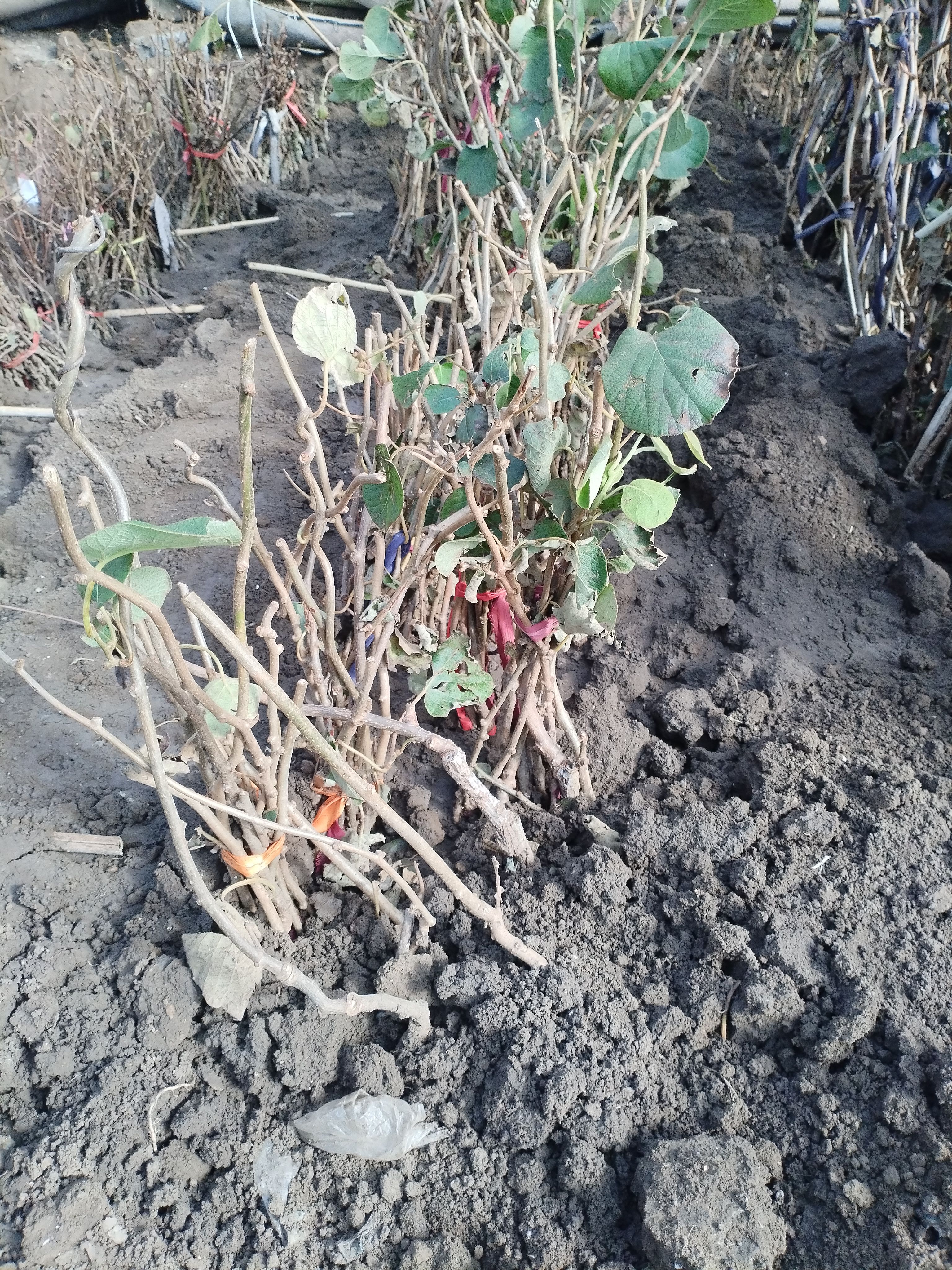 地栽盆栽（绿心苗子的一年公树）