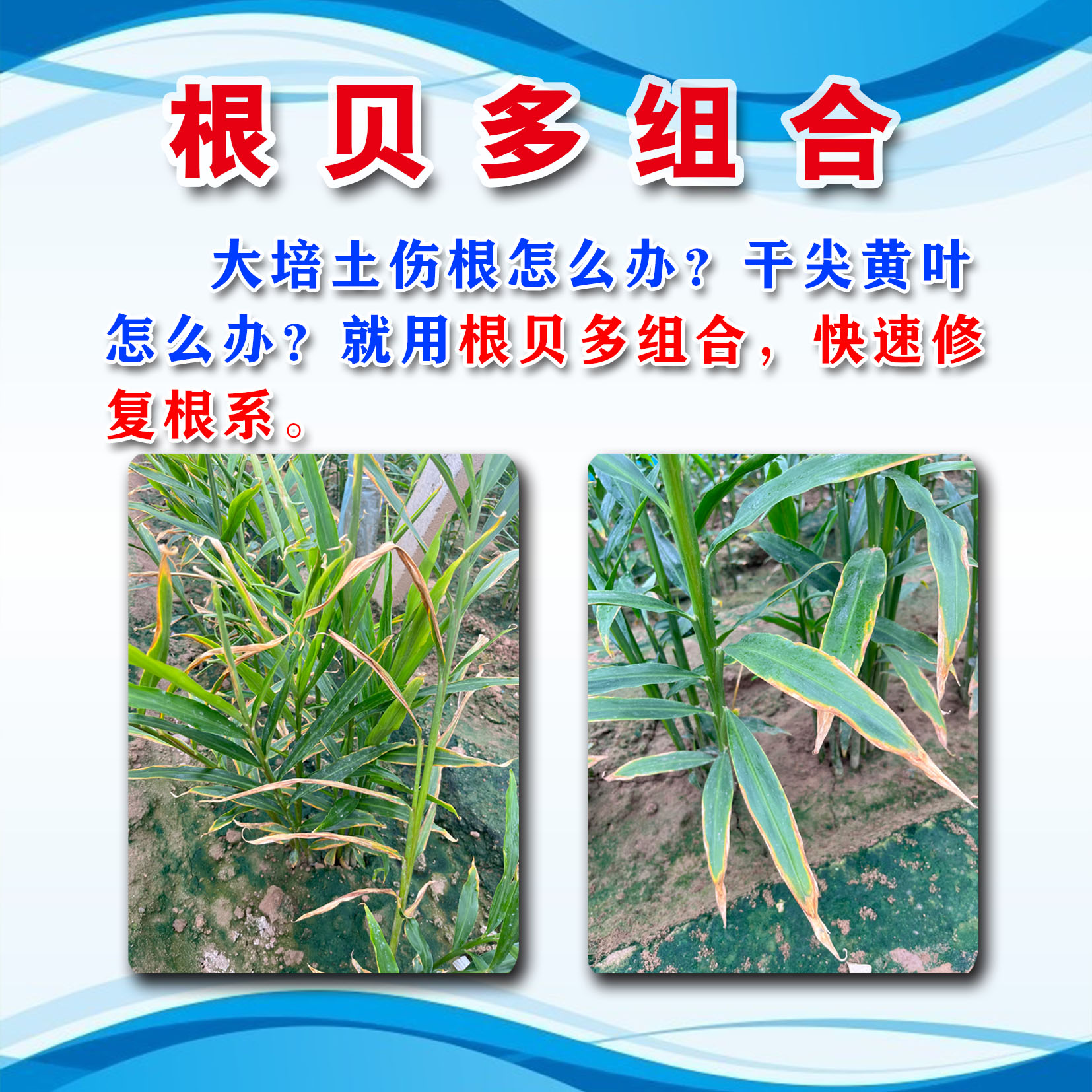 根贝多组合，修复根系，抗逆生根。