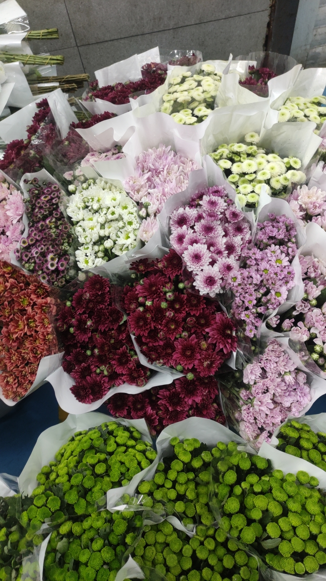 小雏菊颜色多种类齐