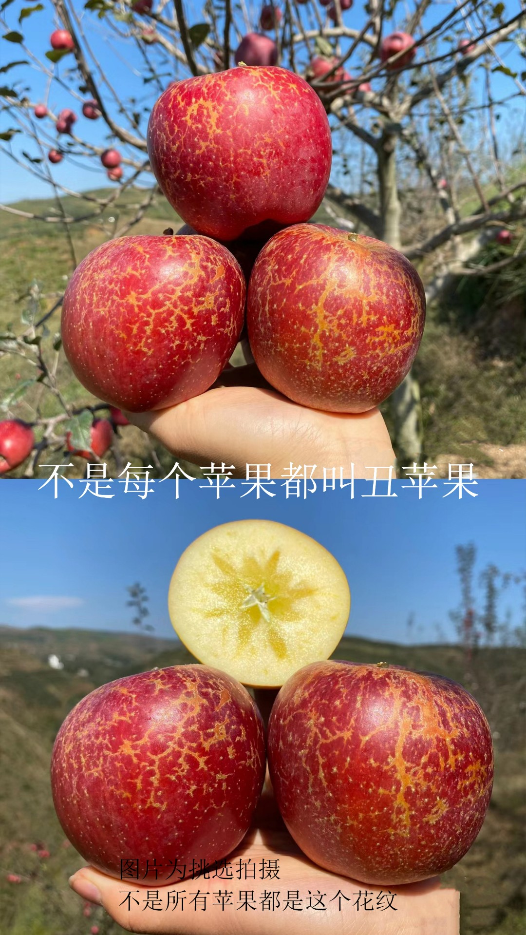大凉山丑苹果天然脆甜新鲜应季苹果水果现摘优质甜脆重量3/5/8/斤