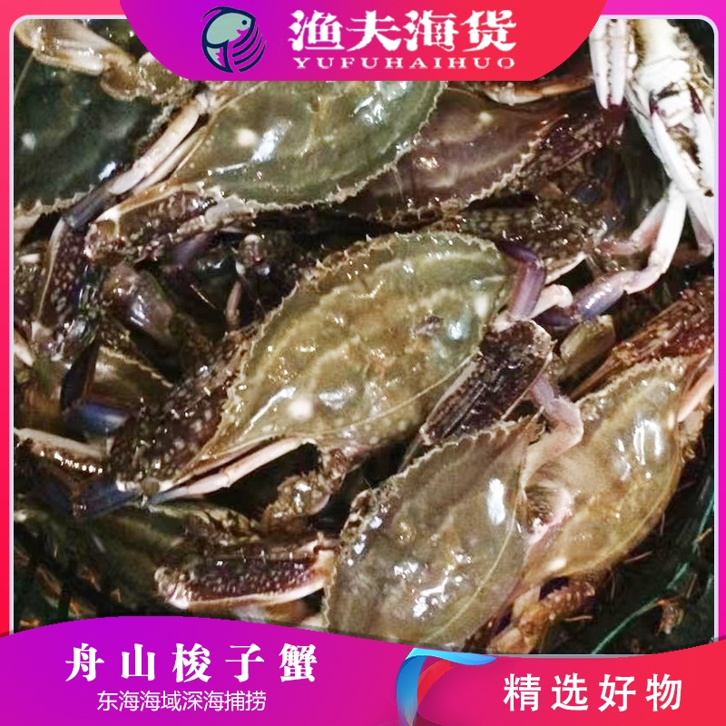 【保鲜不保活】活蟹现发舟山梭子蟹5-7两/只 码头直发顺丰空运