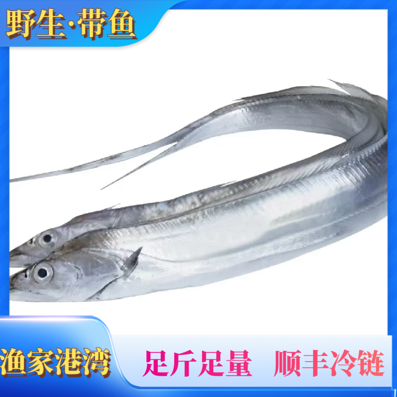 （带鱼小眼）6两-1斤左右每条肉厚可口海南渔民捕捞新鲜上岸雷达网