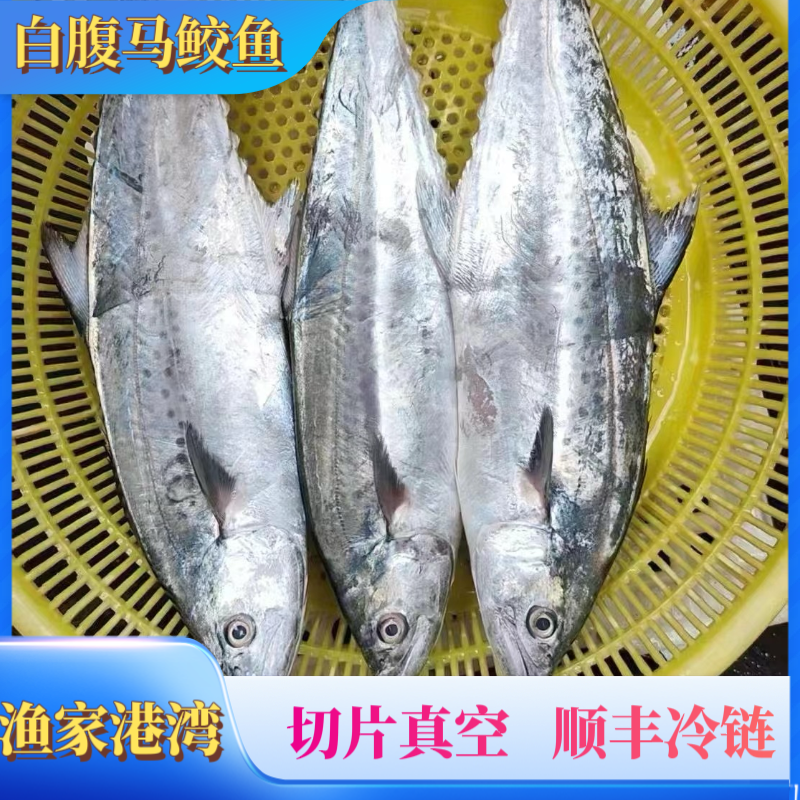 11斤扁鲛（蓝点白腹马鲛鱼）海南渔民七洲列岛深海捕捞