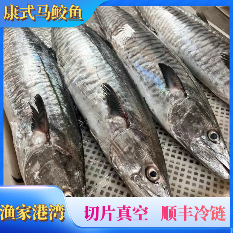 21斤正宗（康氏大马鲛鱼）海南渔民七洲列岛深海捕捞 新鲜回港