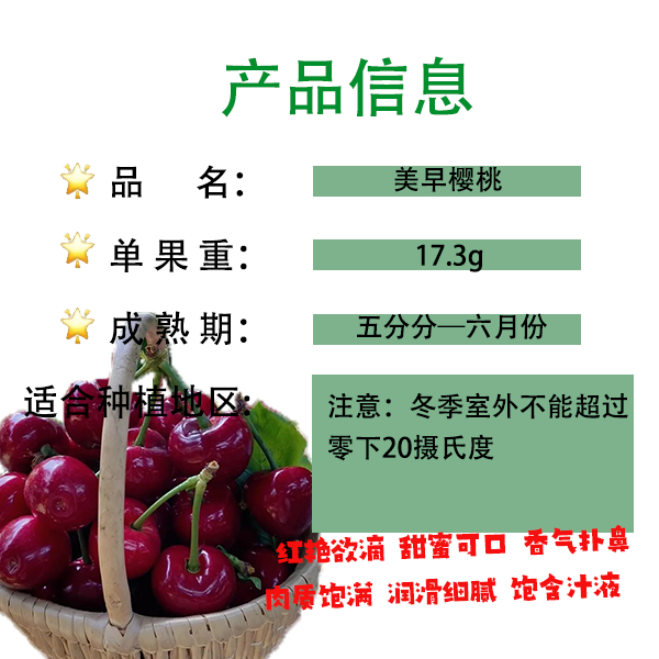 美早樱桃苗 原土原杯 顺丰包邮 木架发货 一年四季栽植鲜活到家