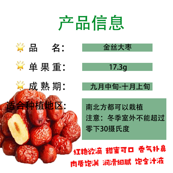 金丝大枣苗 原土原杯 顺丰发货脆甜可口皮薄肉厚南北方四季可栽植