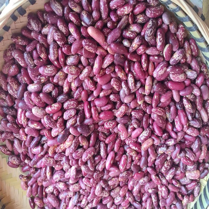 贵州红花豆花豆四季豆酸菜豆米火锅红花豆净重1-5斤包邮