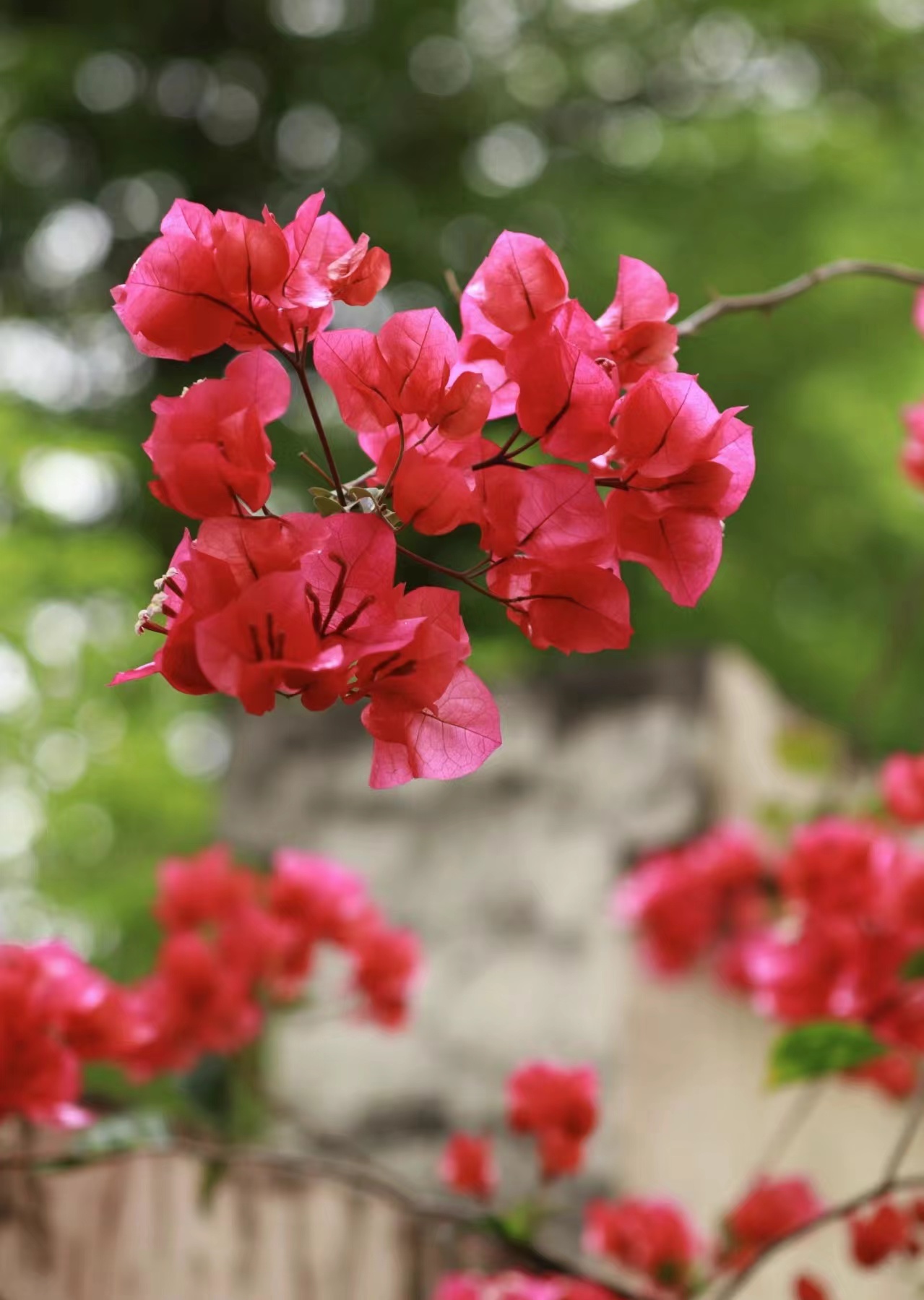 老【年宵花同安红/中国红】1加仑盆彩色三角梅--单盆