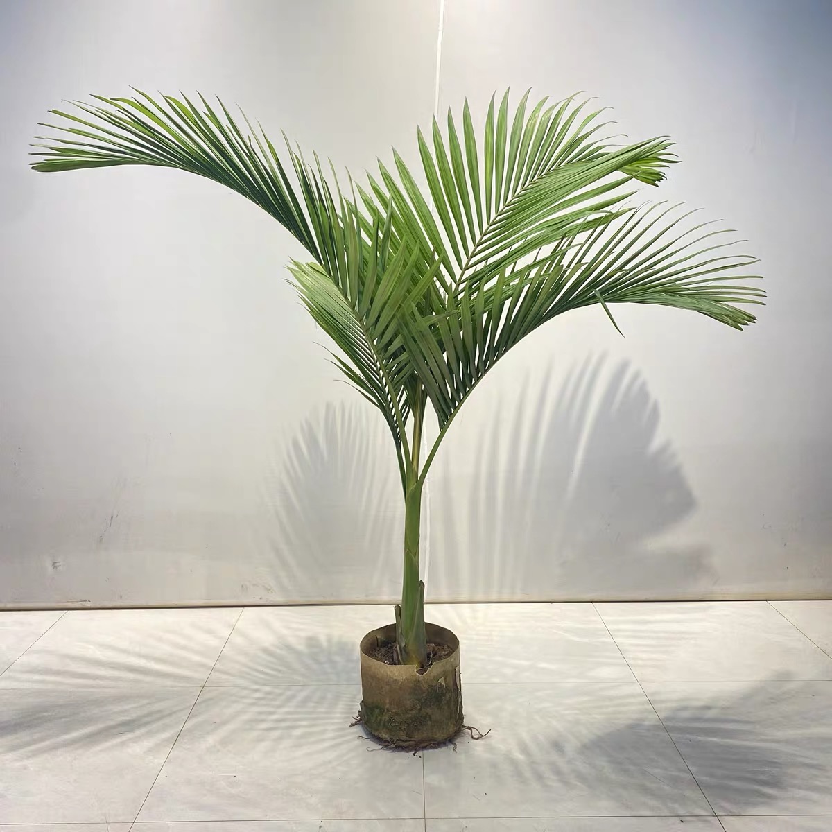 亚历山大椰子树假槟榔大型落地绿植客厅阳台室外热带绿植净化空气