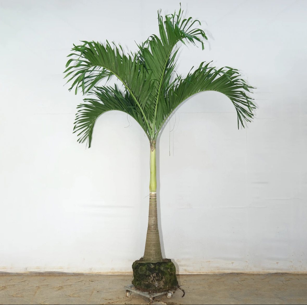 圣诞椰子树大型室内外绿植北欧风格吸甲醛净空气网红绿植基地批发