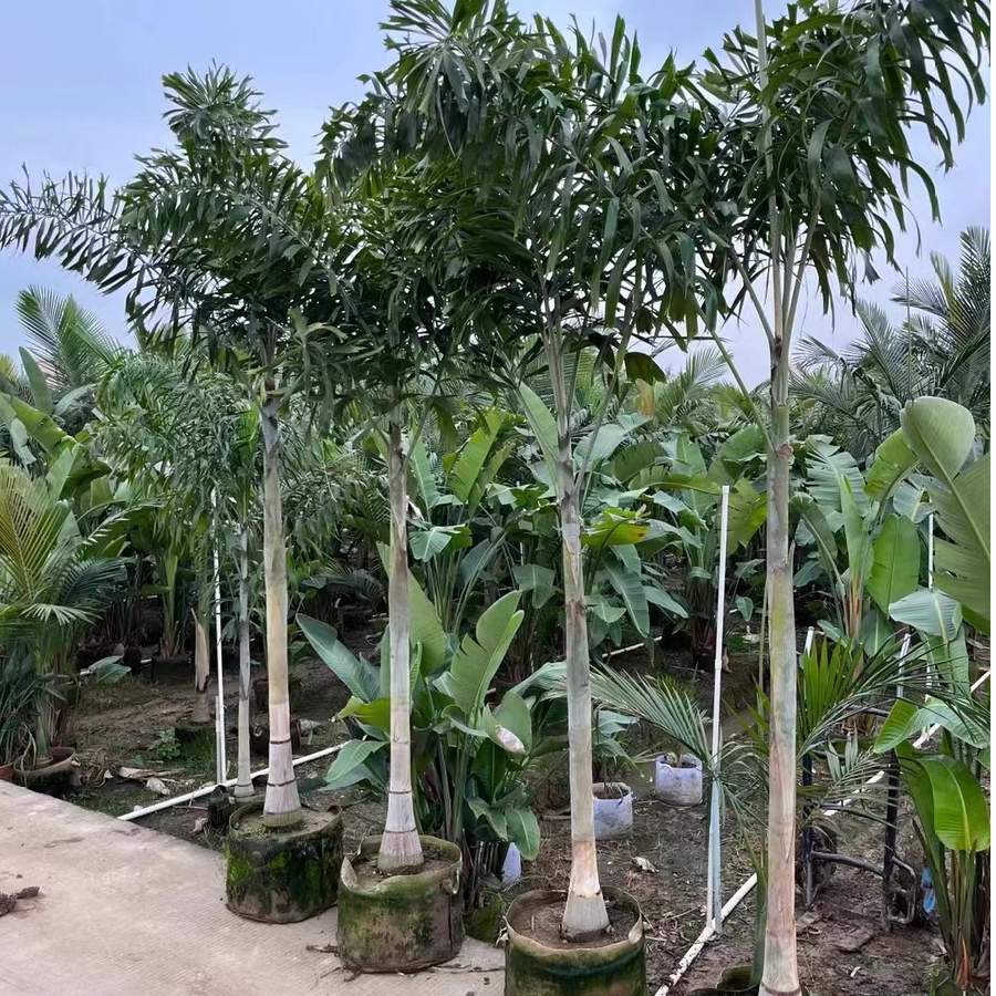狐尾椰子树大型绿植四季常青庭院风景树好养易活净化空气原盆包邮