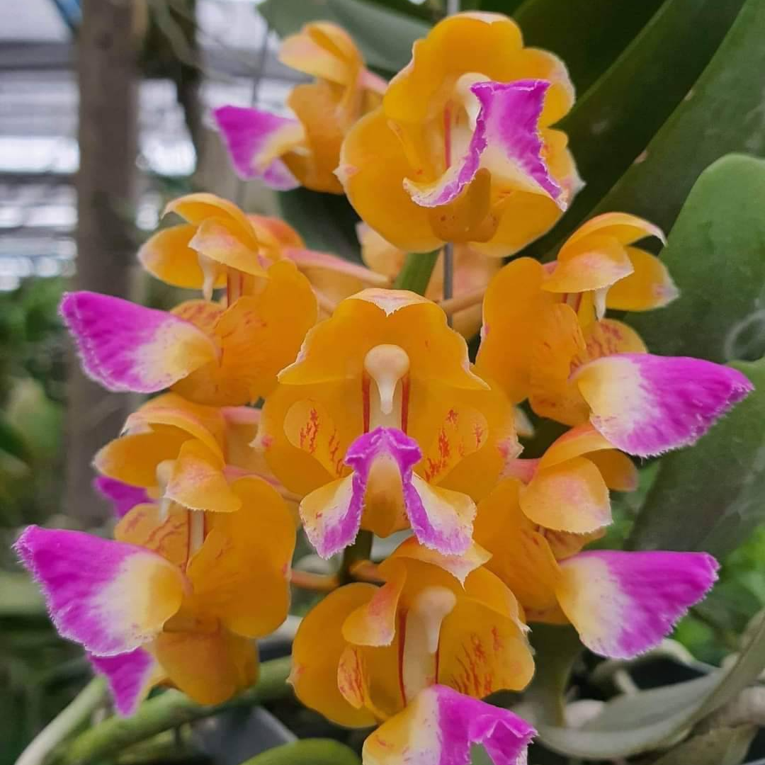 [高品兰业] 鲜艳指甲兰(特殊色/香花/成株) 店铺包邮