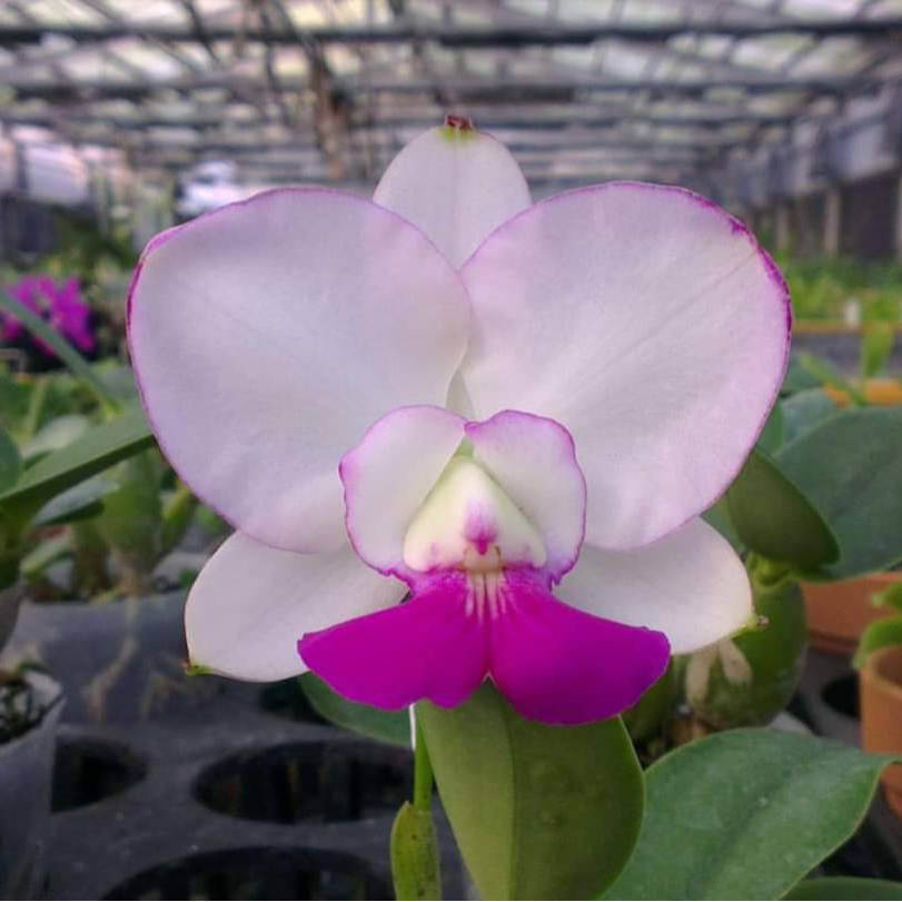 [高品兰业] C. walkeriana Madou Model(成株/年年开花)包邮
