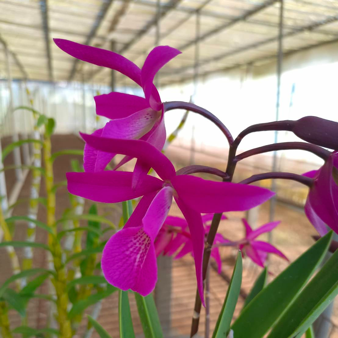 [高品兰业] 深红玛凯卡特兰(香花/成株/年年开花) 店铺满百包邮