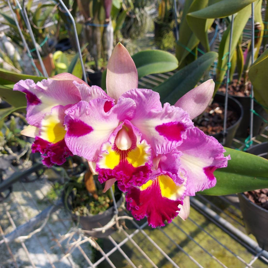 [高品兰业] 台湾义美卡特兰(成株20盆) 兰花批发