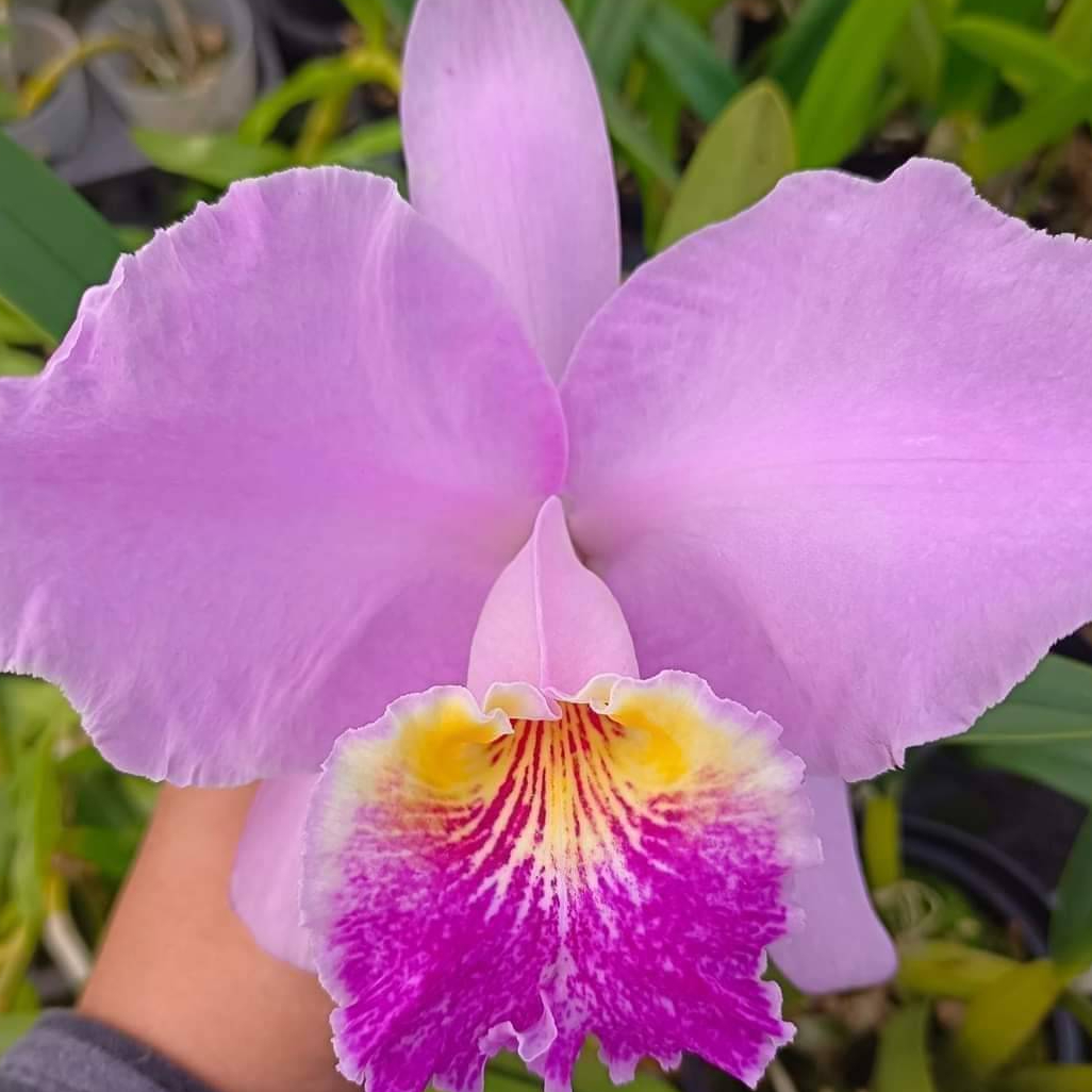 [高品批发] 红色路德原生种卡特兰(1组3盆/大香花/年年开花) 