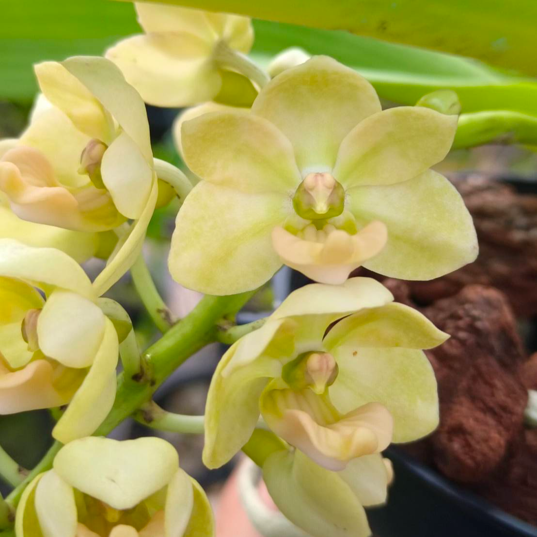 [高品兰业] 黄绿狐狸尾兰(成株20盆) 兰花批发
