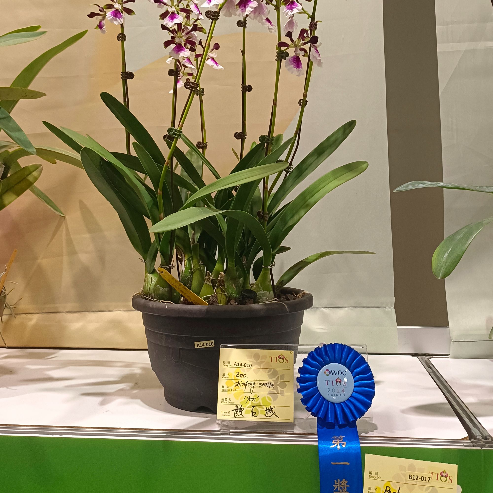 [高品兰业]新丰韦笑树兰(成株20盆) 兰花批发