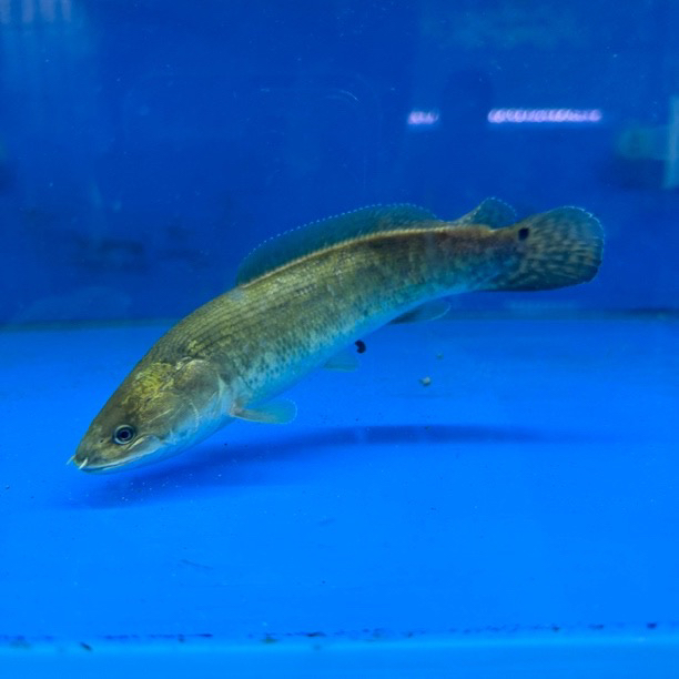 弓鳍鱼北美进口古代鱼大型凶猛肉食性观赏鱼常温热带鱼