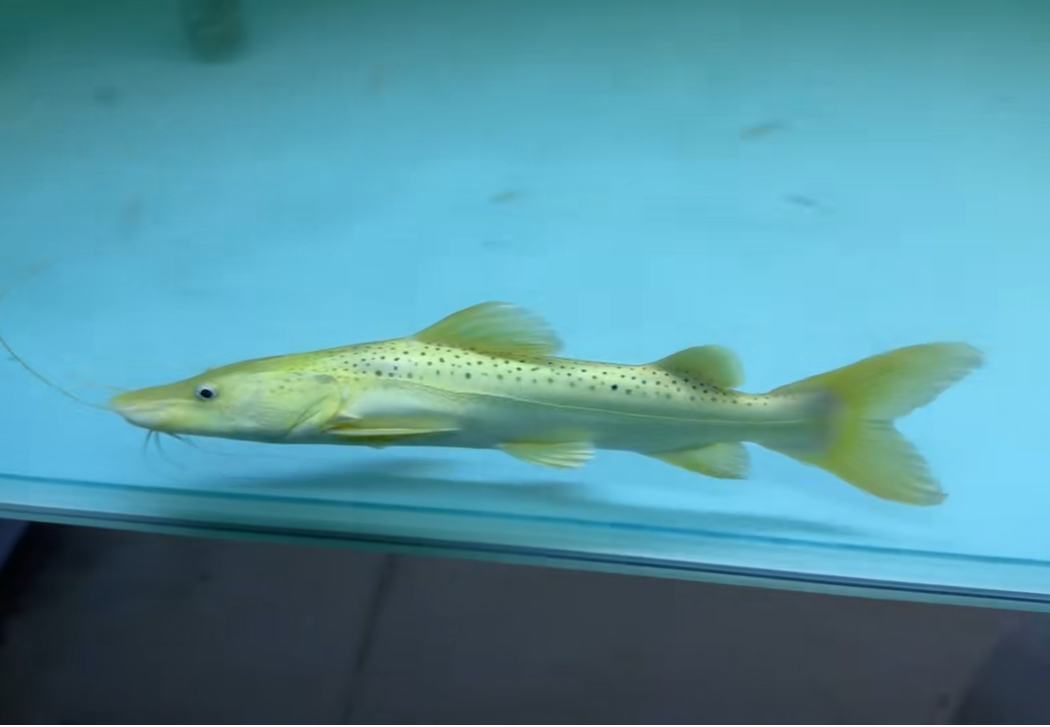 黄金军舰鸭嘴，稀有变异鸭嘴鱼活体热带观赏鱼