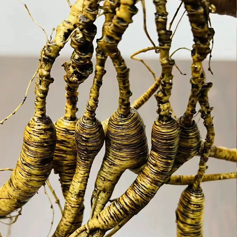 新鲜人参 长白山林下参纯籽货 当年新货 送礼泡酒 整装 高档 籽货