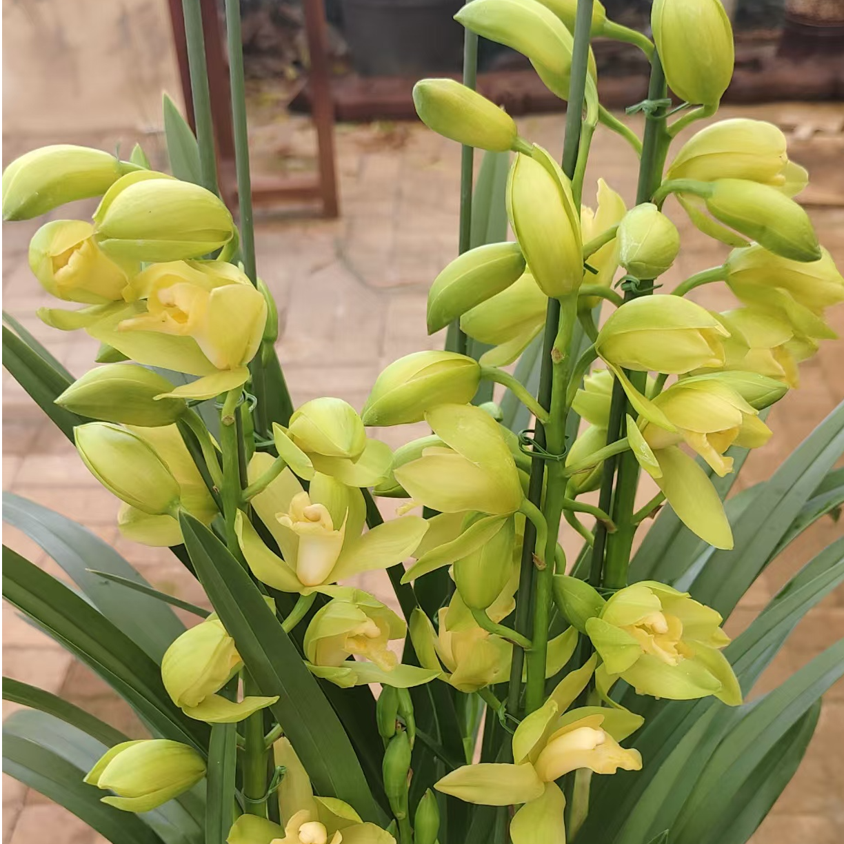 【大花蕙兰黄金美人】室内盆栽绿植花卉客厅花卉种苗