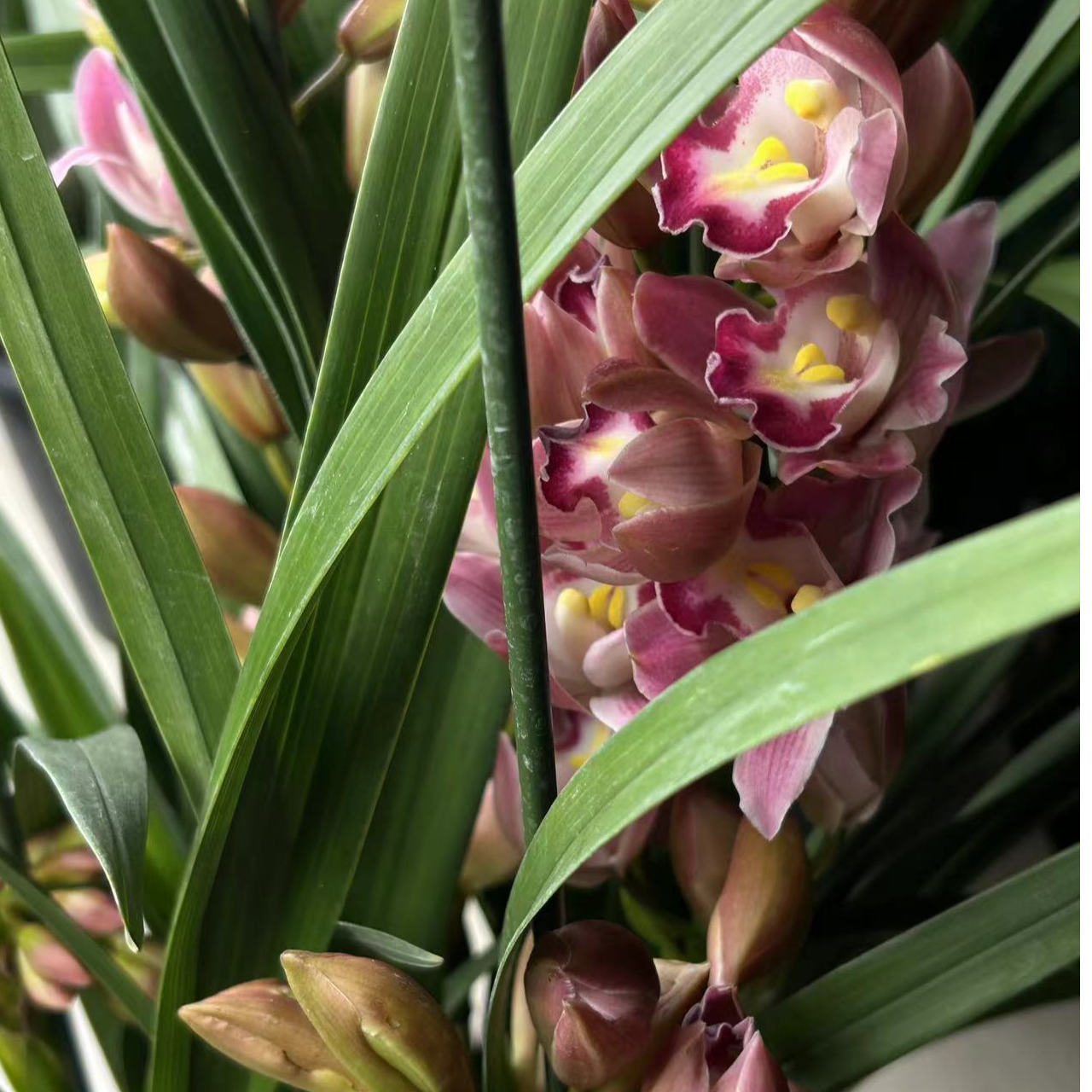 精品大花惠兰【朝阳】室内批盆栽绿植花卉易养活