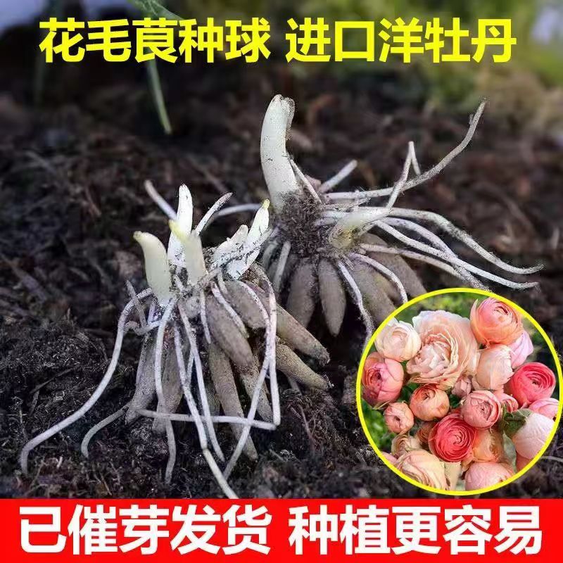 【带芽发货】正品进口重瓣花毛茛种球洋牡丹芹叶牡丹耐寒浓香花卉