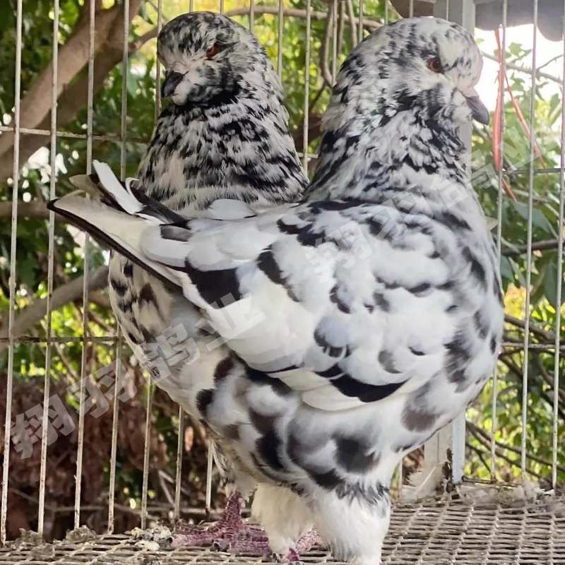 生鲜鸽子直播专属链接