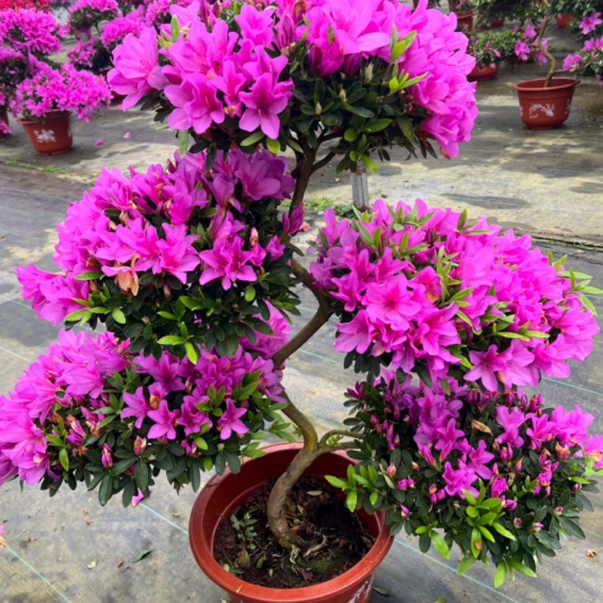 紫气东来杜鹃花游龙造型杜鹃花